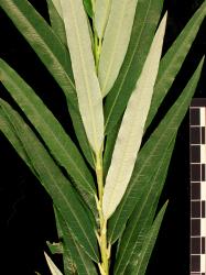 Salix viminalis. Narrowly ovate leaves with very different upper and lower surface appearances.
 Image: D. Glenny © Landcare Research 2020 CC BY 4.0